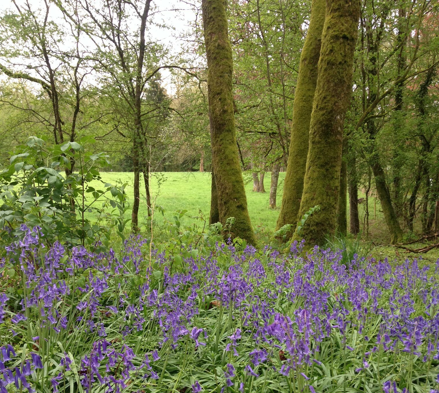 Bos-retraite-paars-e1706551667696